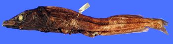 Media type: image; Ichthyology 28004